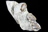 Oreodont Jaw Section With Teeth - South Dakota #82192-1